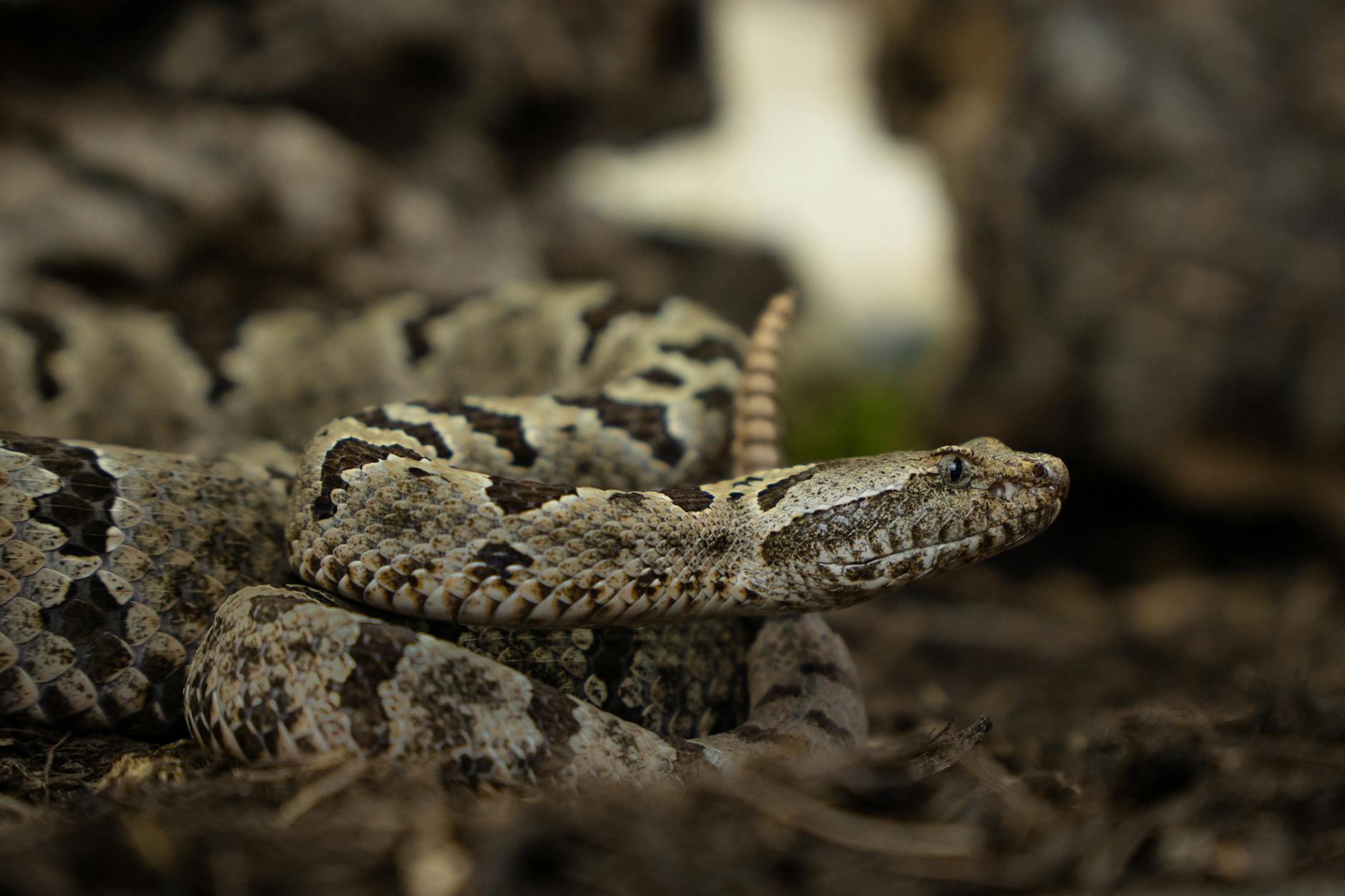 Spider-tailed Viper