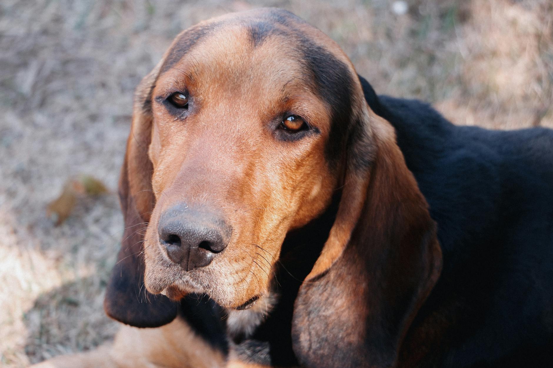 Coonhound Dog Breed