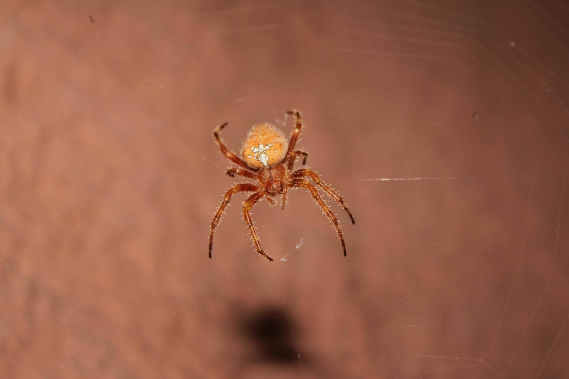Spider Web Blockages