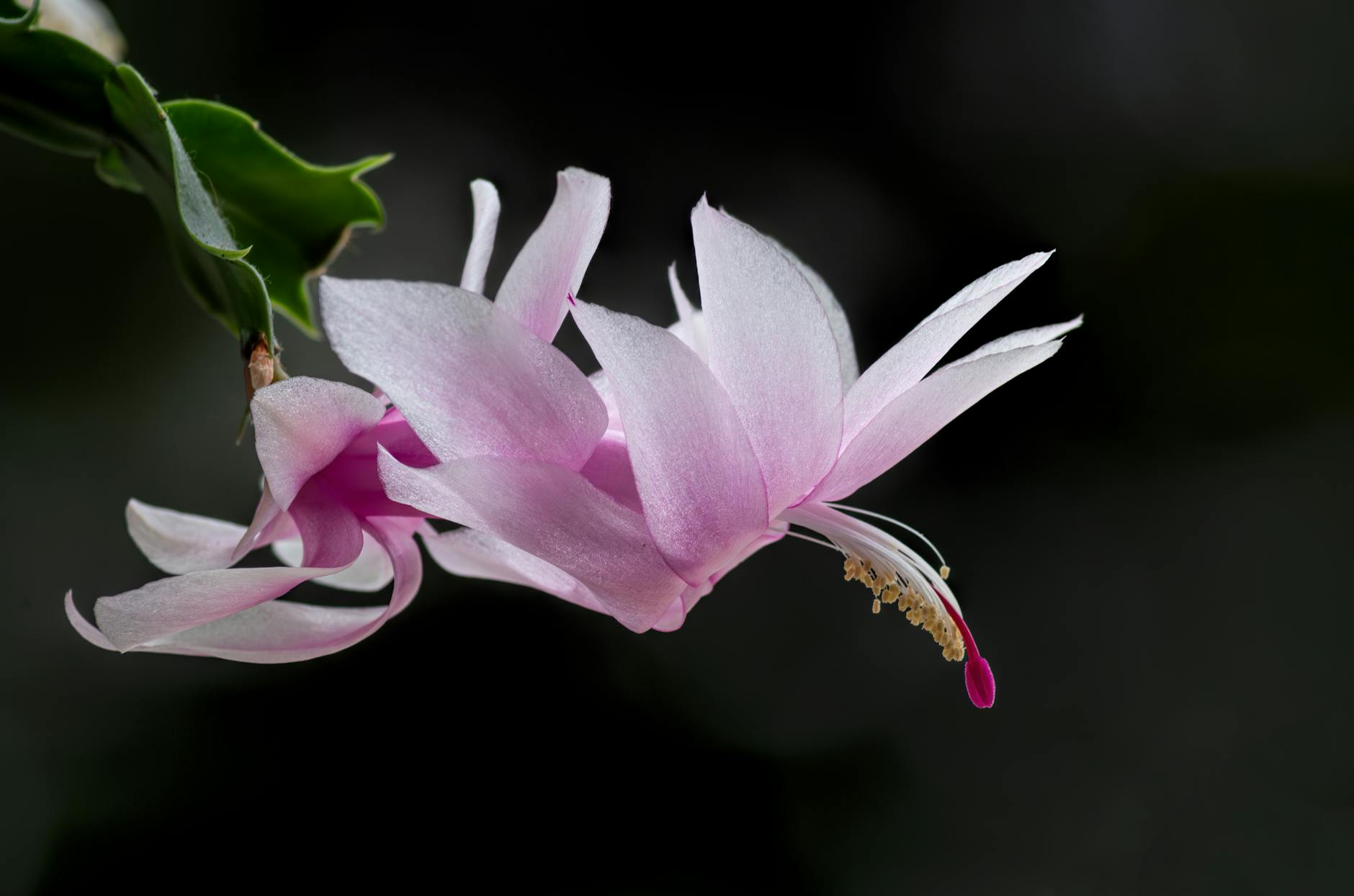 Christmas Cactus Plant
