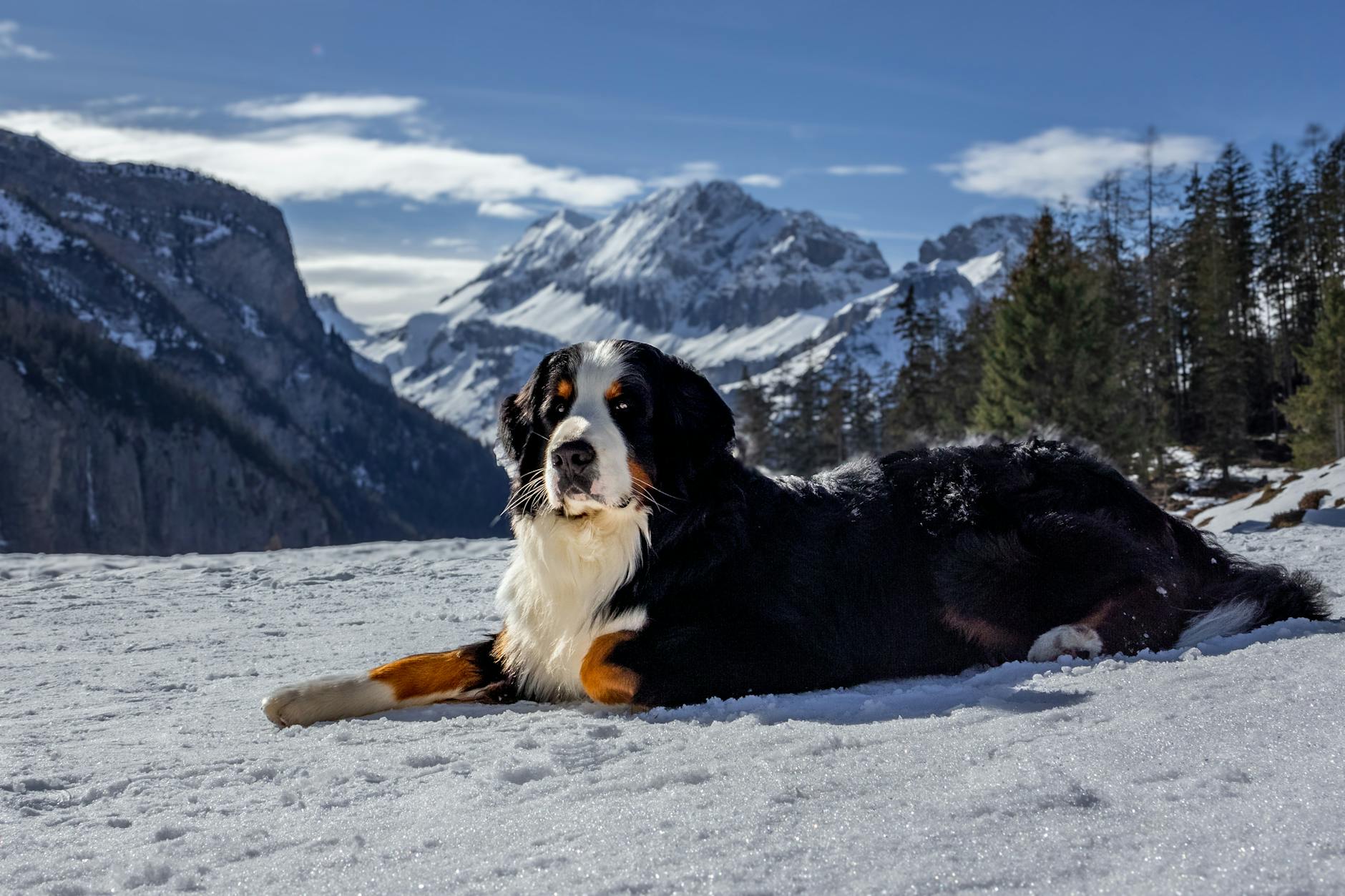 Bernese Mountain Dog Dog Breed