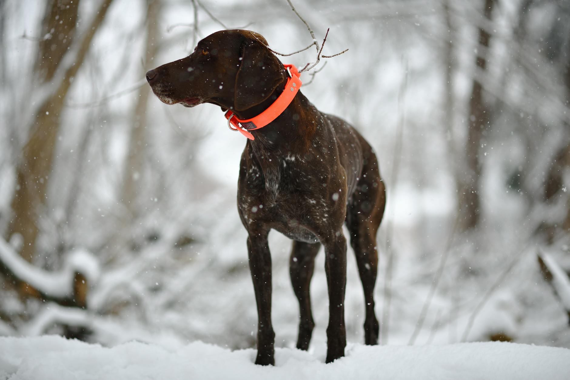 German Shorthaired Pointer Dog Breed
