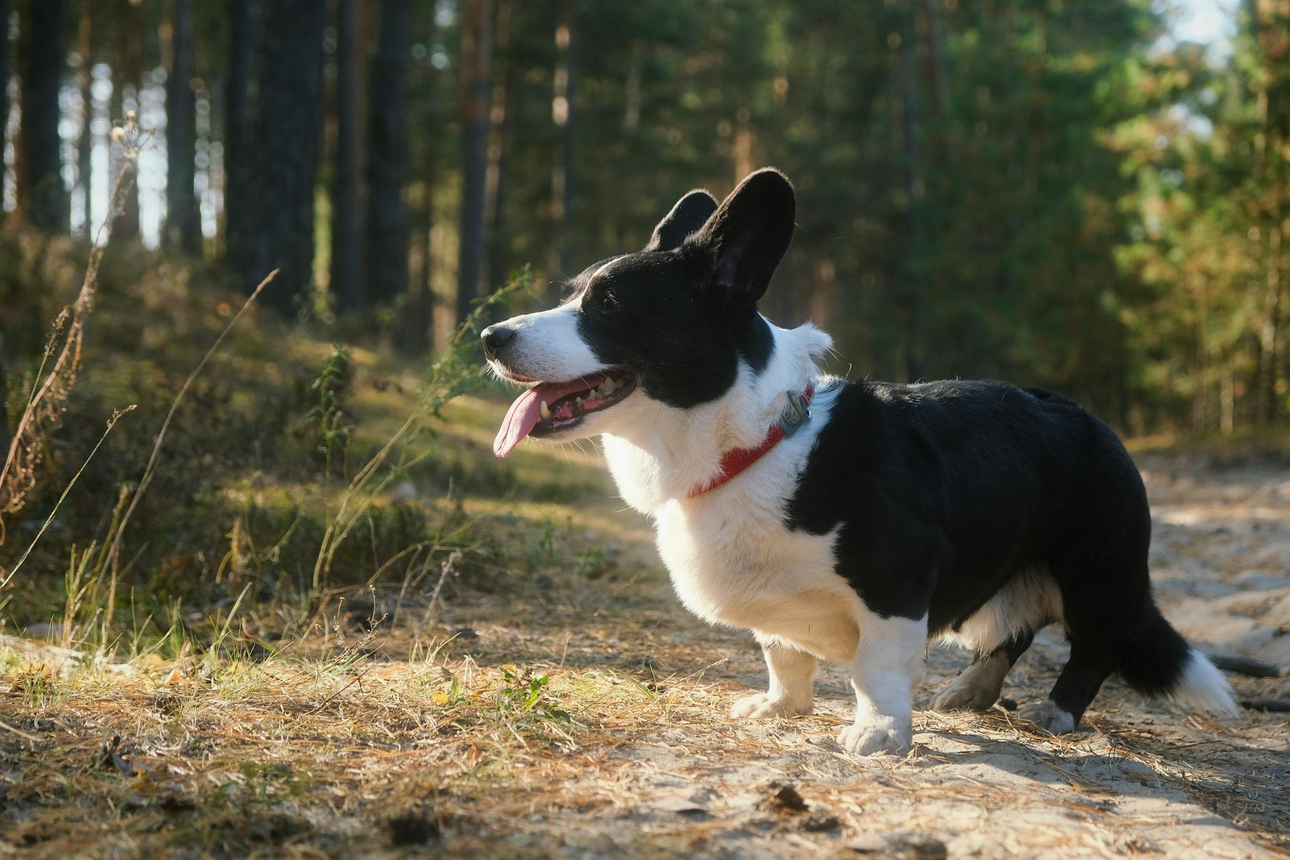 Cardigan Welsh Corgi Dog Breed