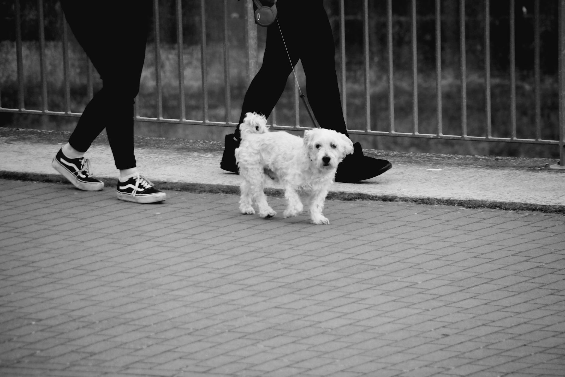  Pet walking