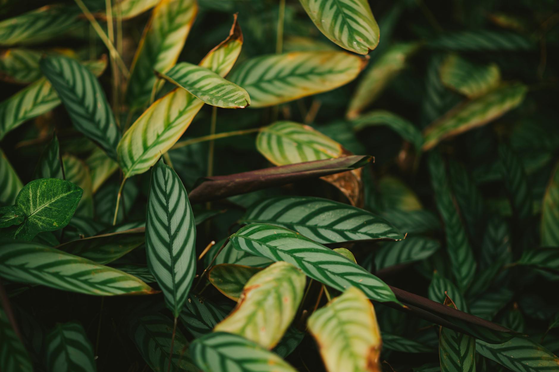 Rattlesnake Plant Plant