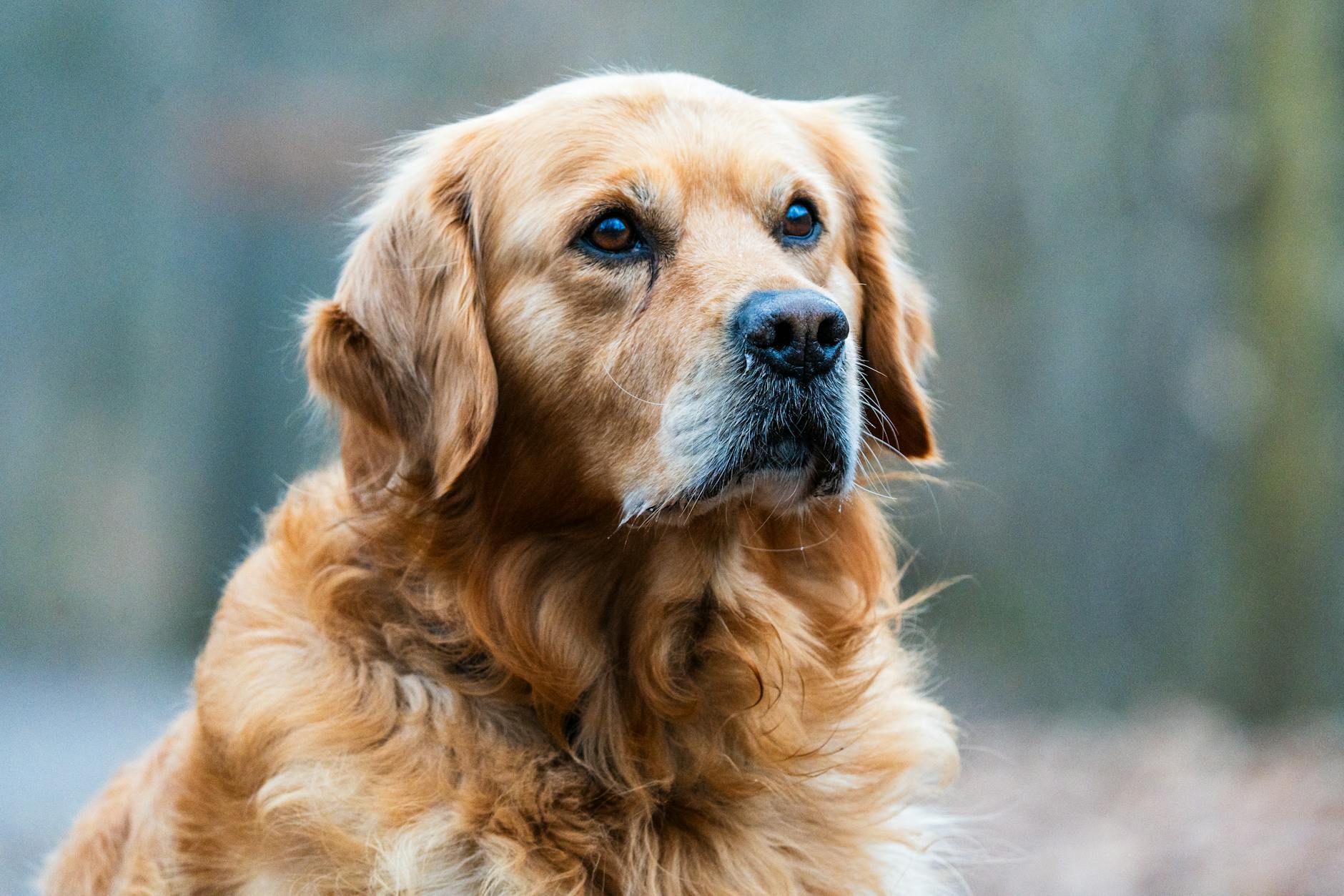 Golden Retriever Dog Breed