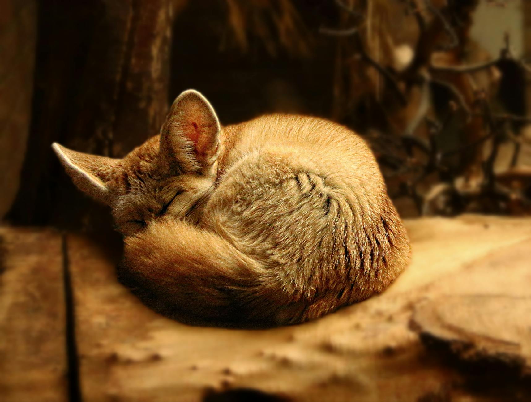 Fennec Fox Animal