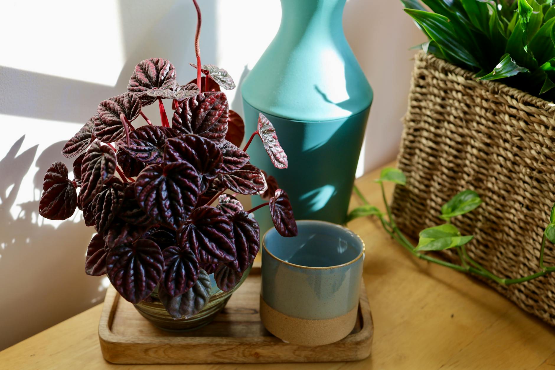 Watermelon Peperomia Plant