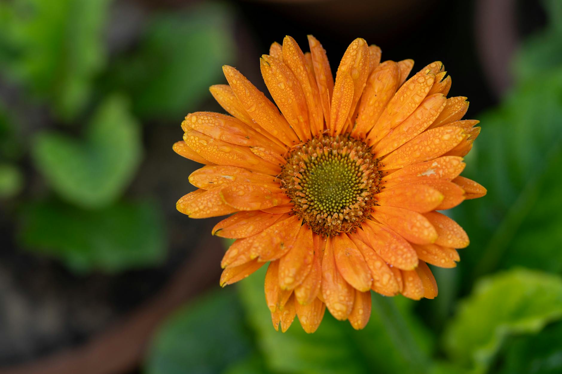 Gerbera Plant