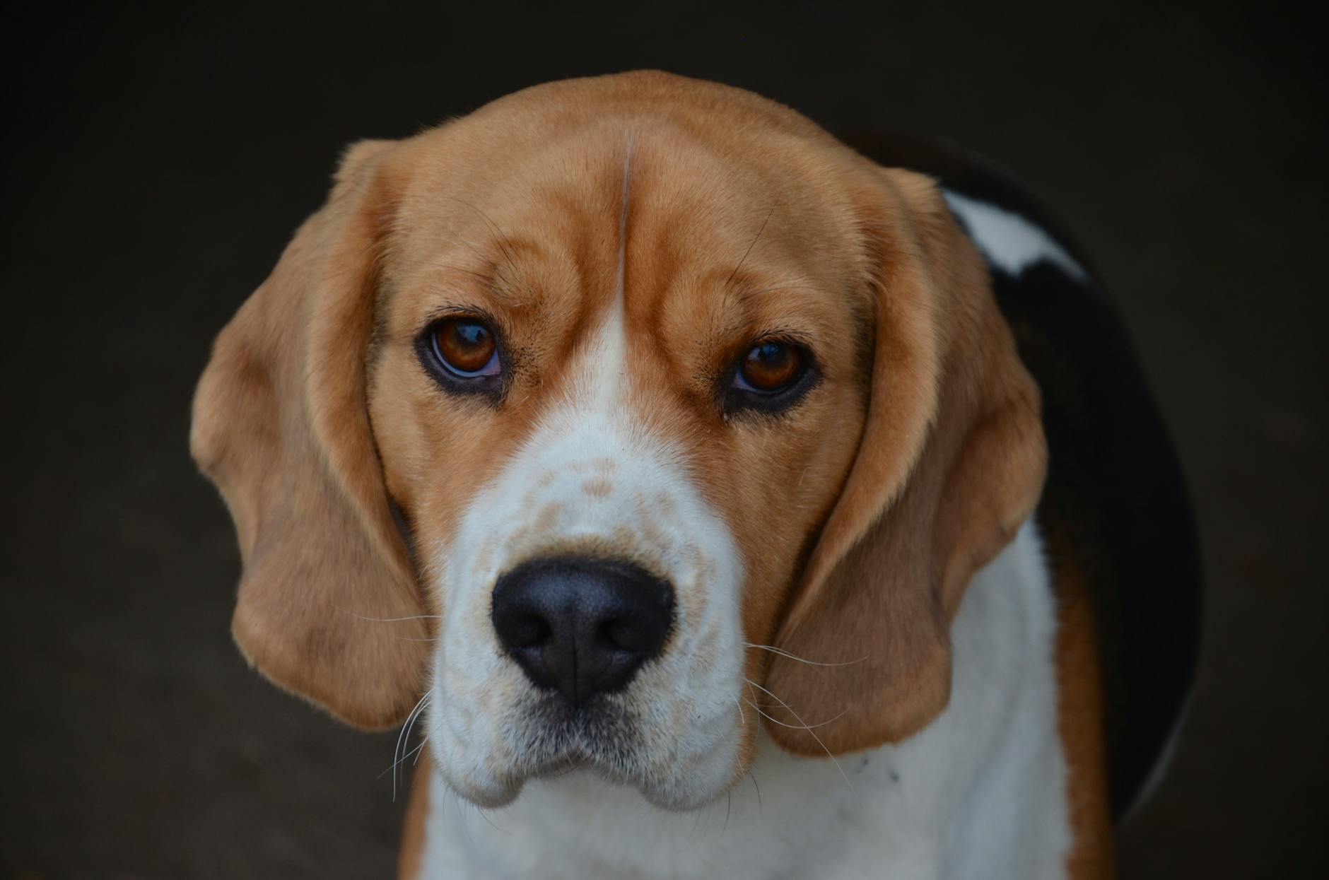 Beagle Dog Breed