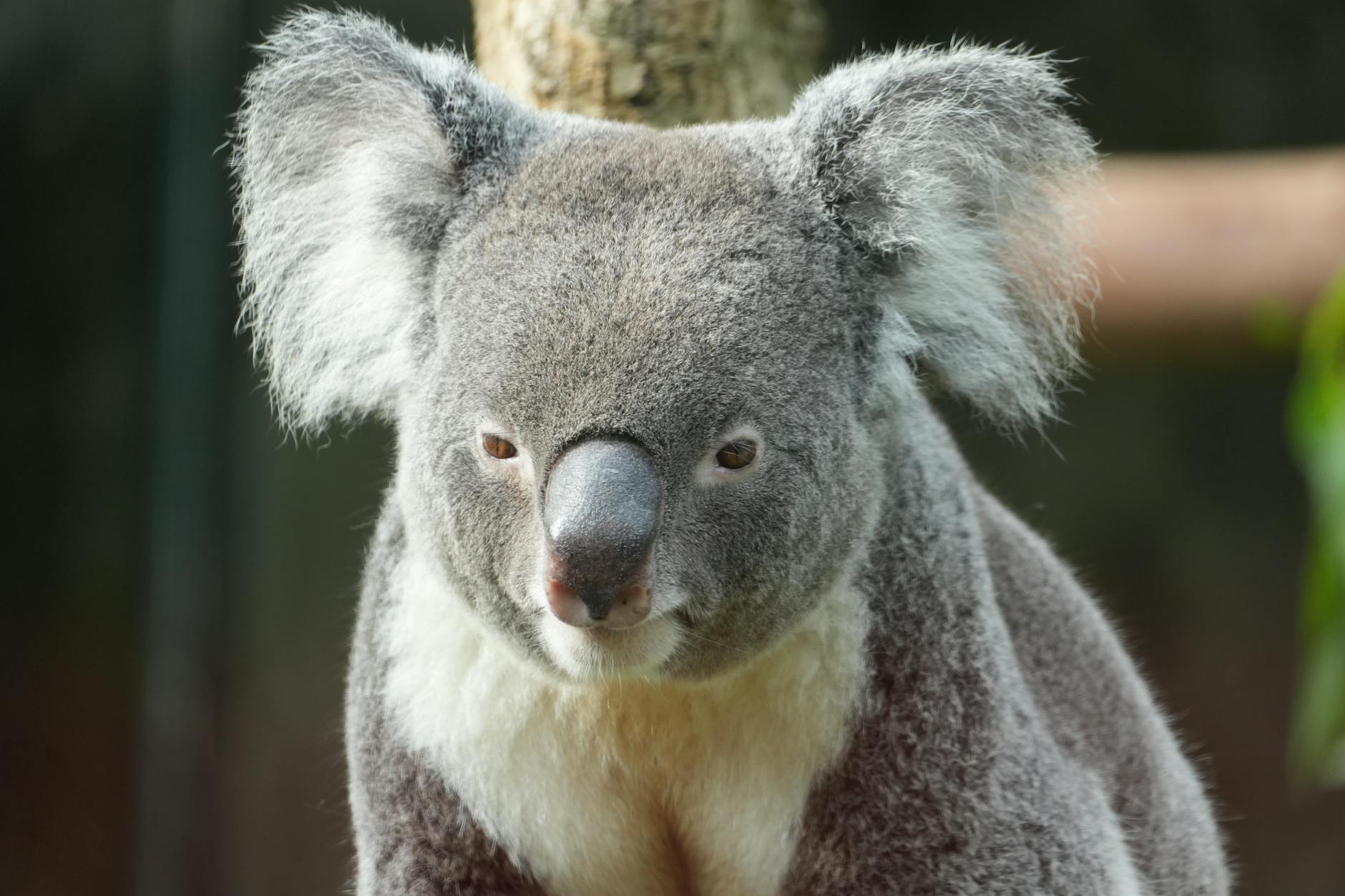 Koala Animal