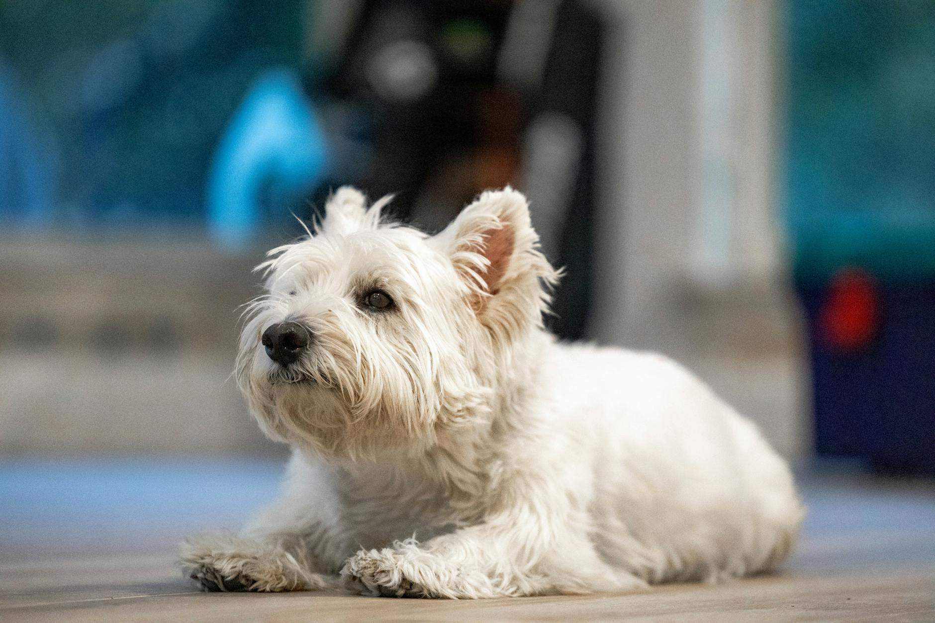 Scottish Terrier Dog Breed
