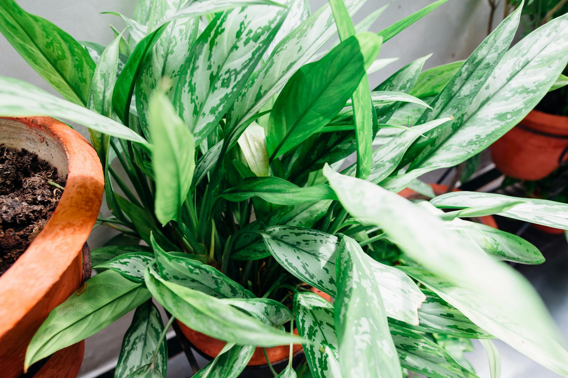 Chinese Evergreen Houseplant