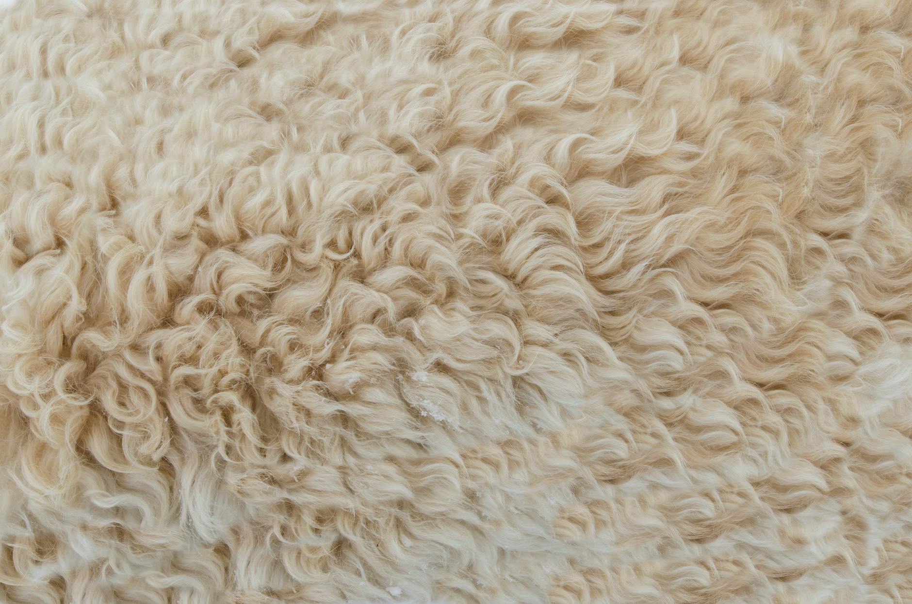 Scratchy Wool