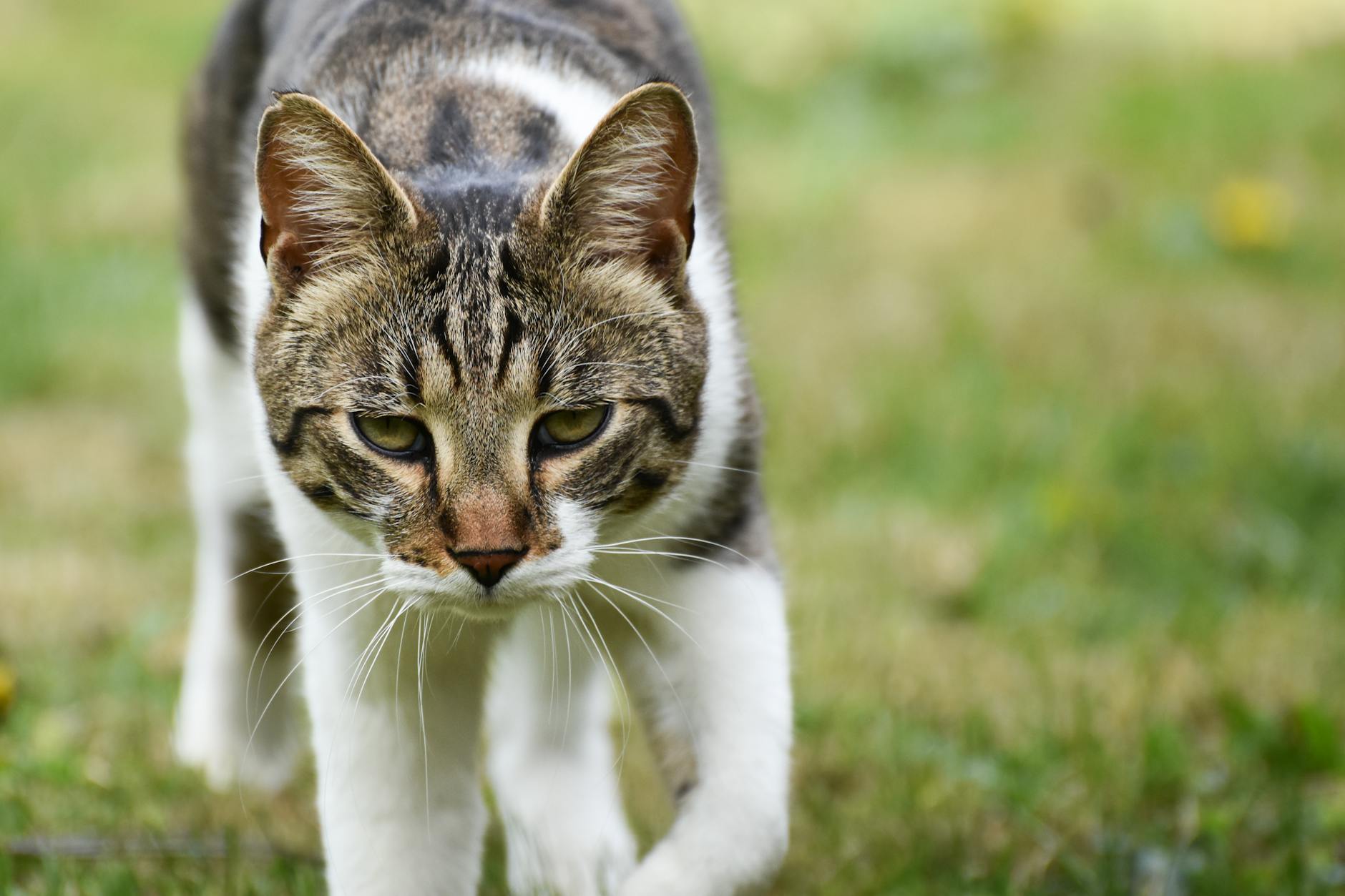 Sensory Grounding Pet