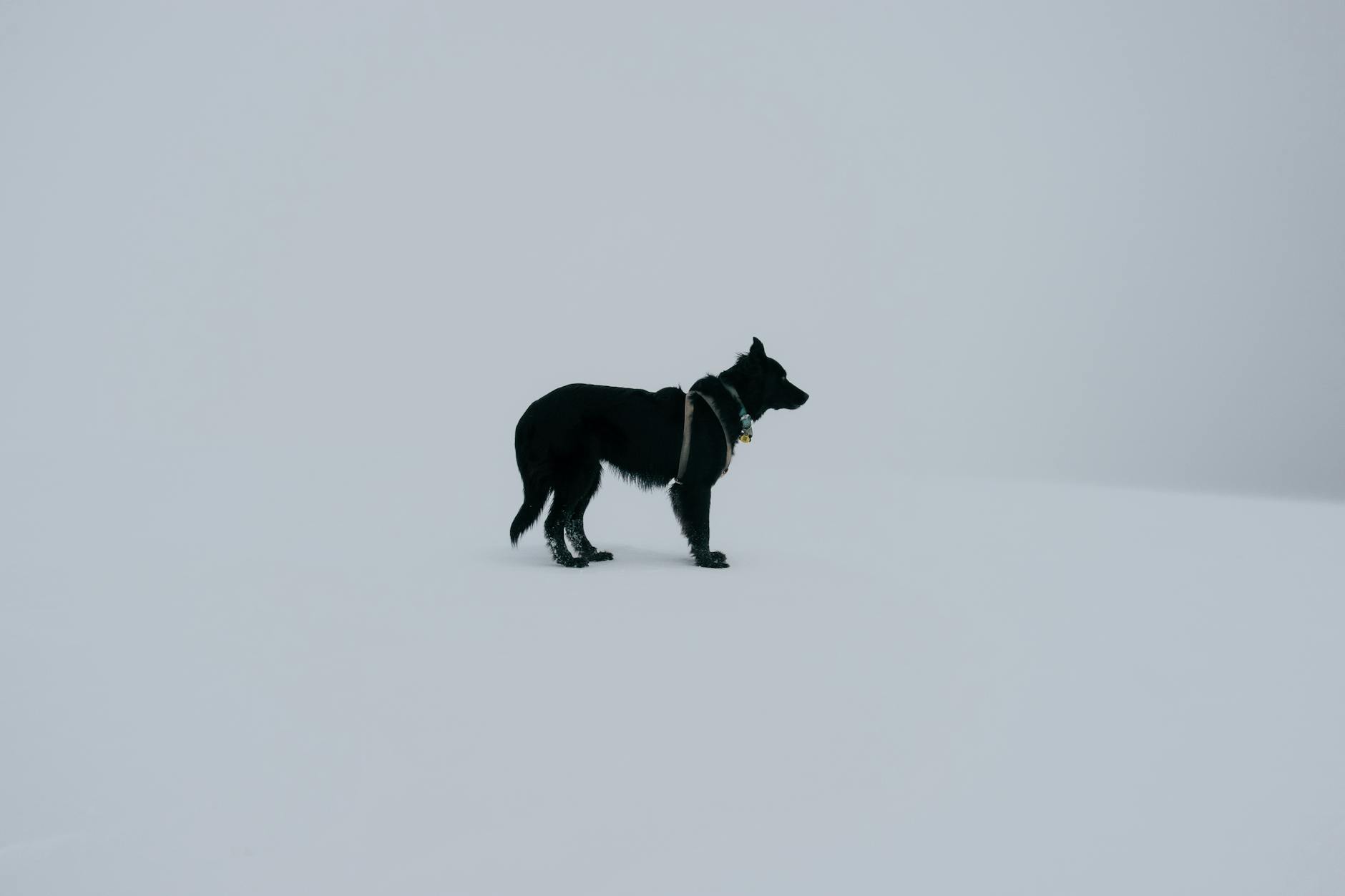 Lonely Dog Outdoors