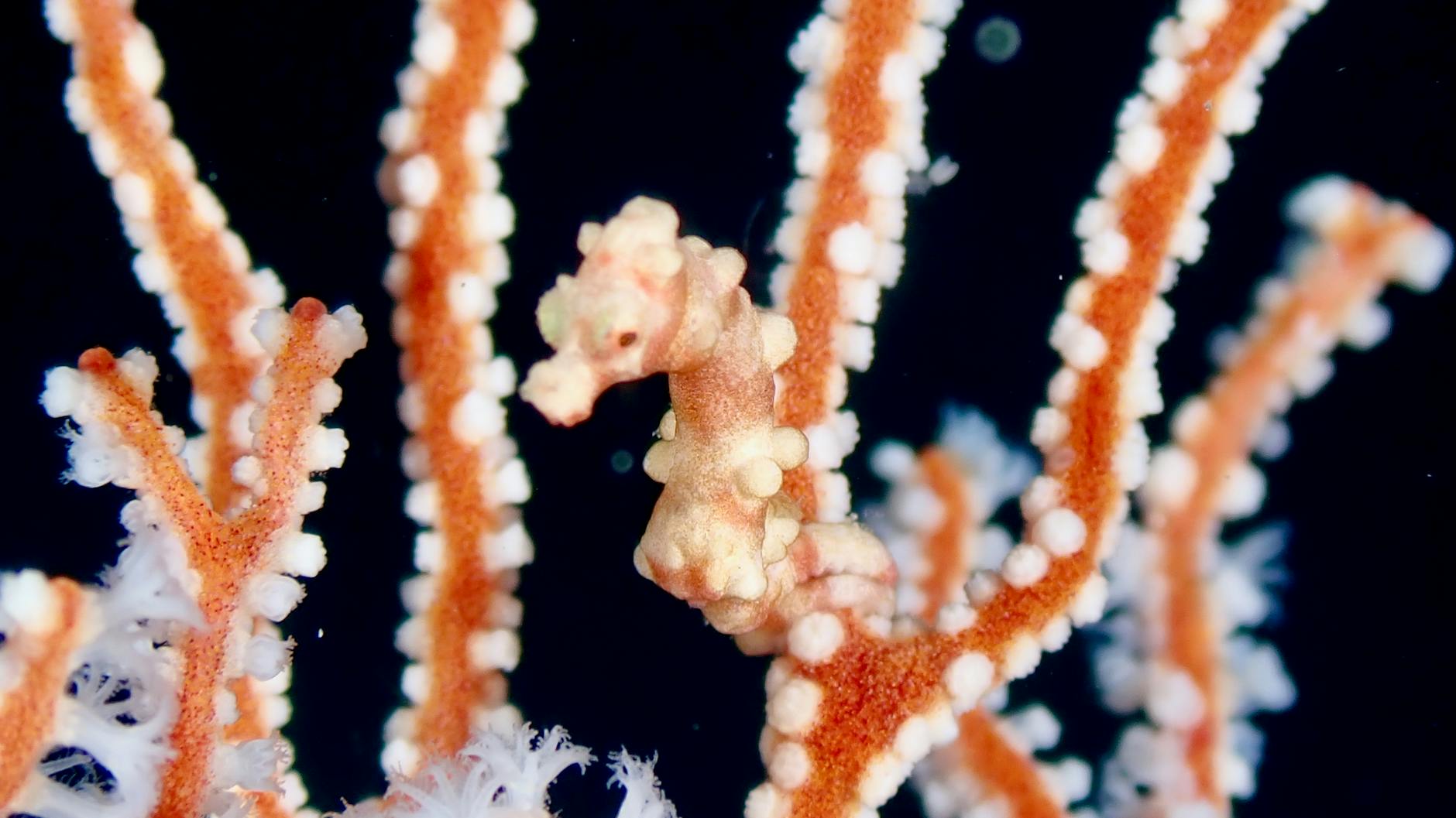Pygmy Seahorse Animal