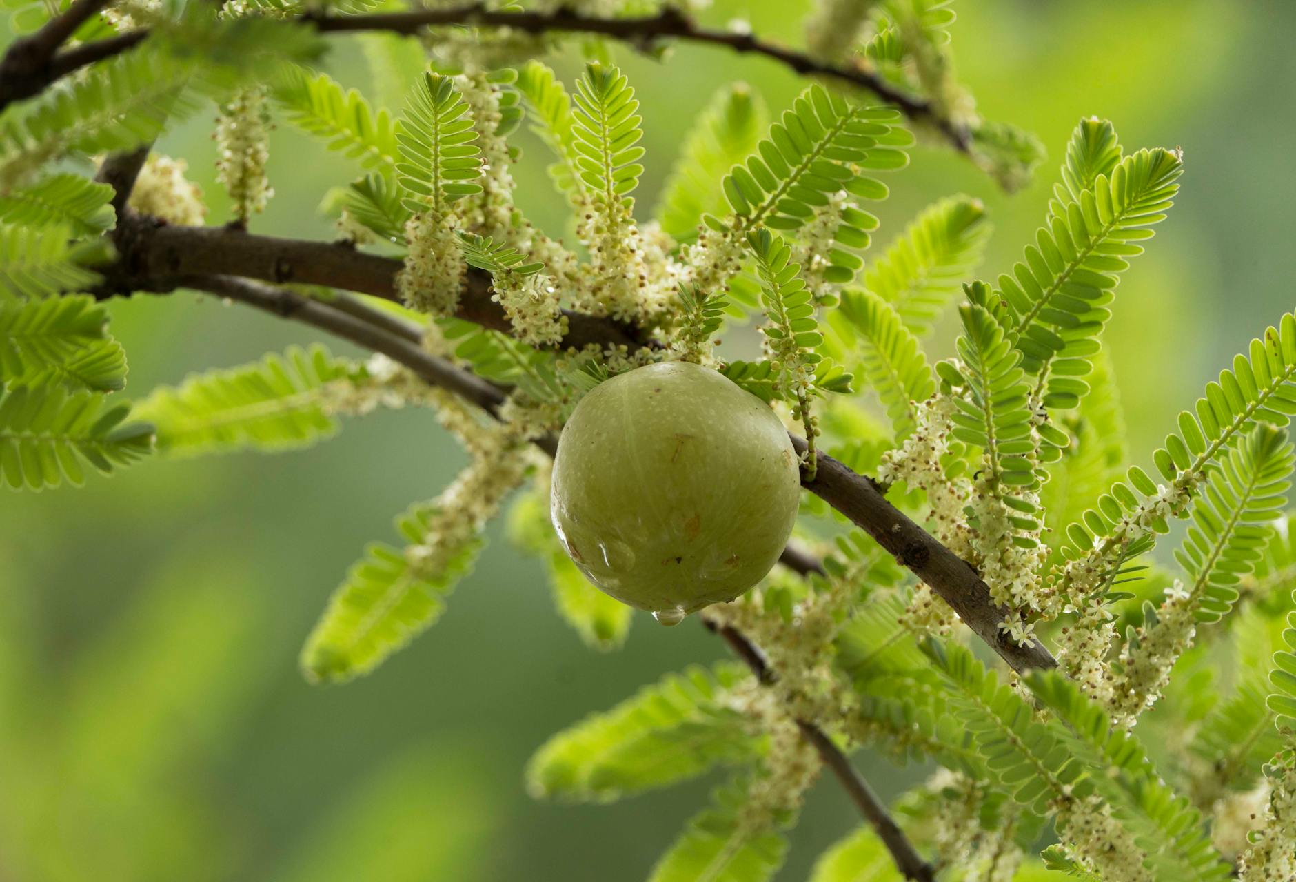 Amla Superfood