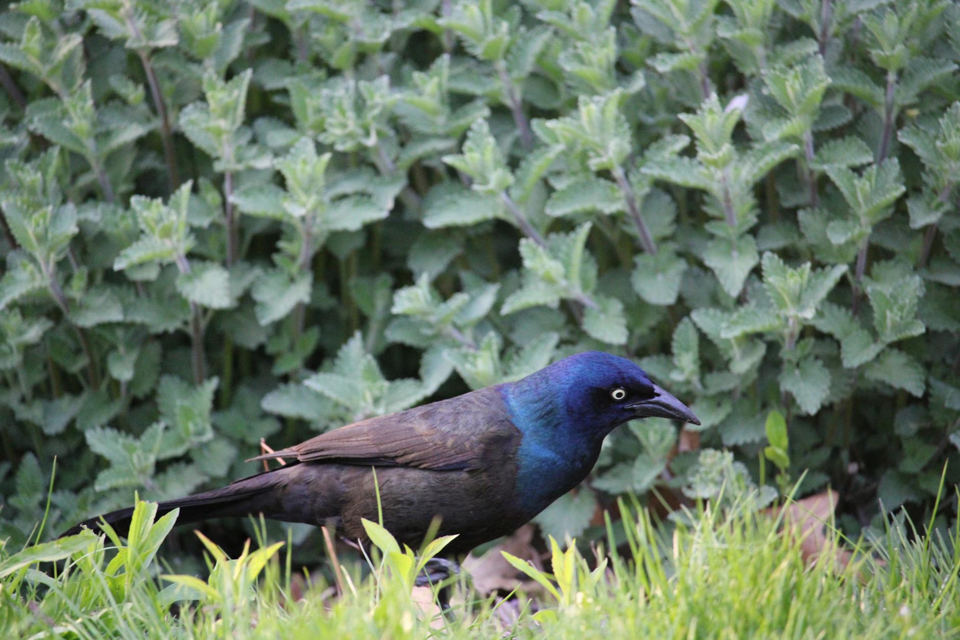 Common Grackle Bird