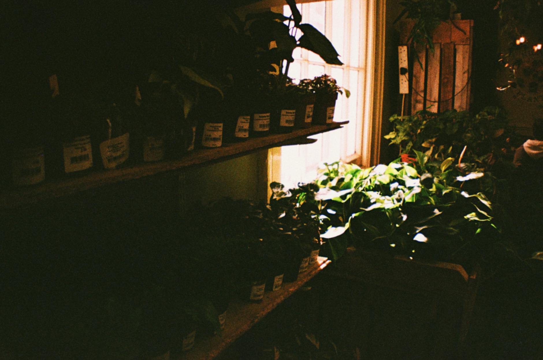 Drainage Houseplants