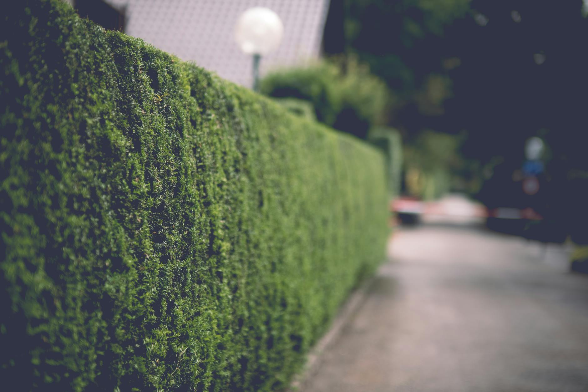 hedge