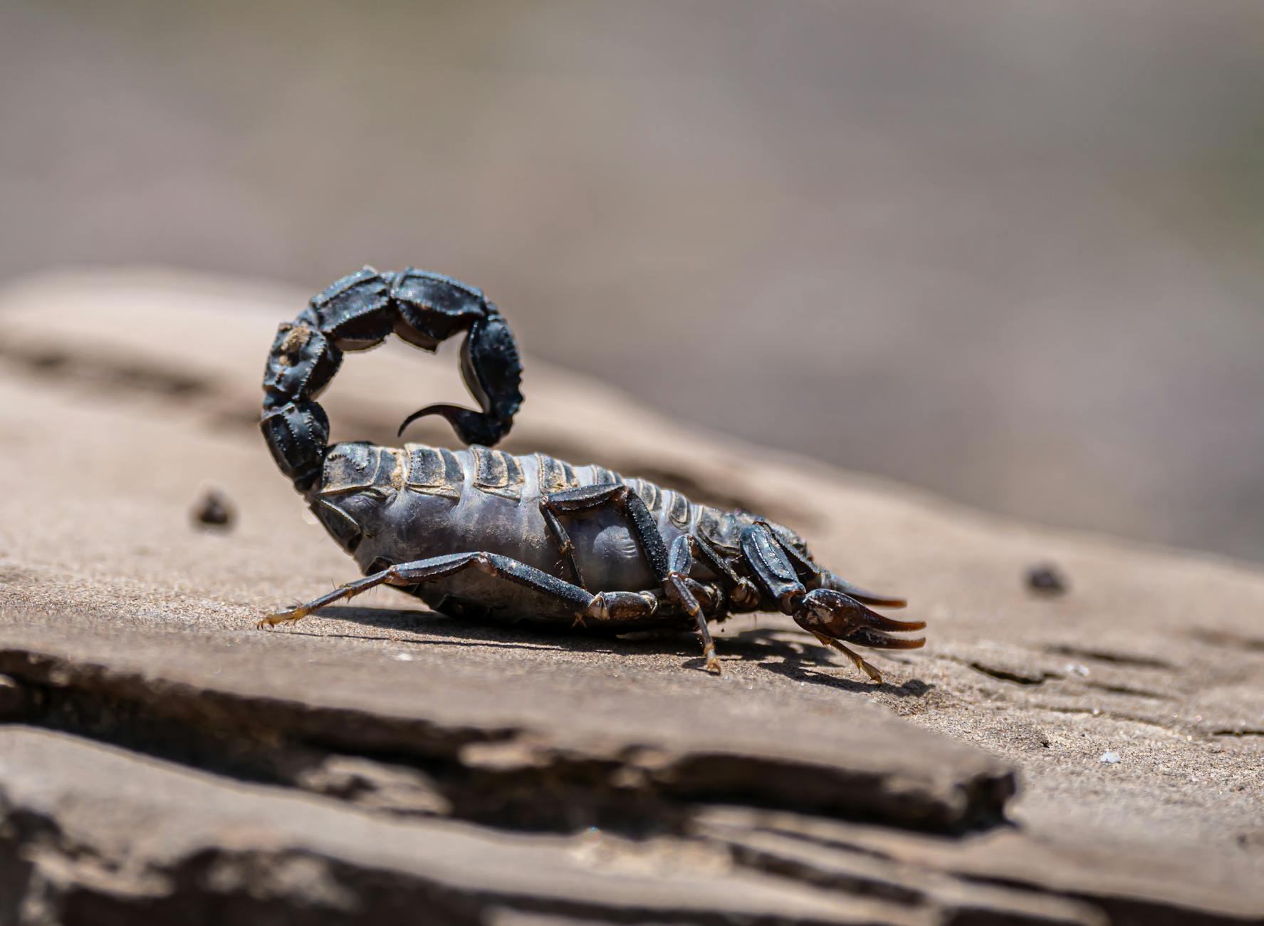 Deathstalker Scorpion