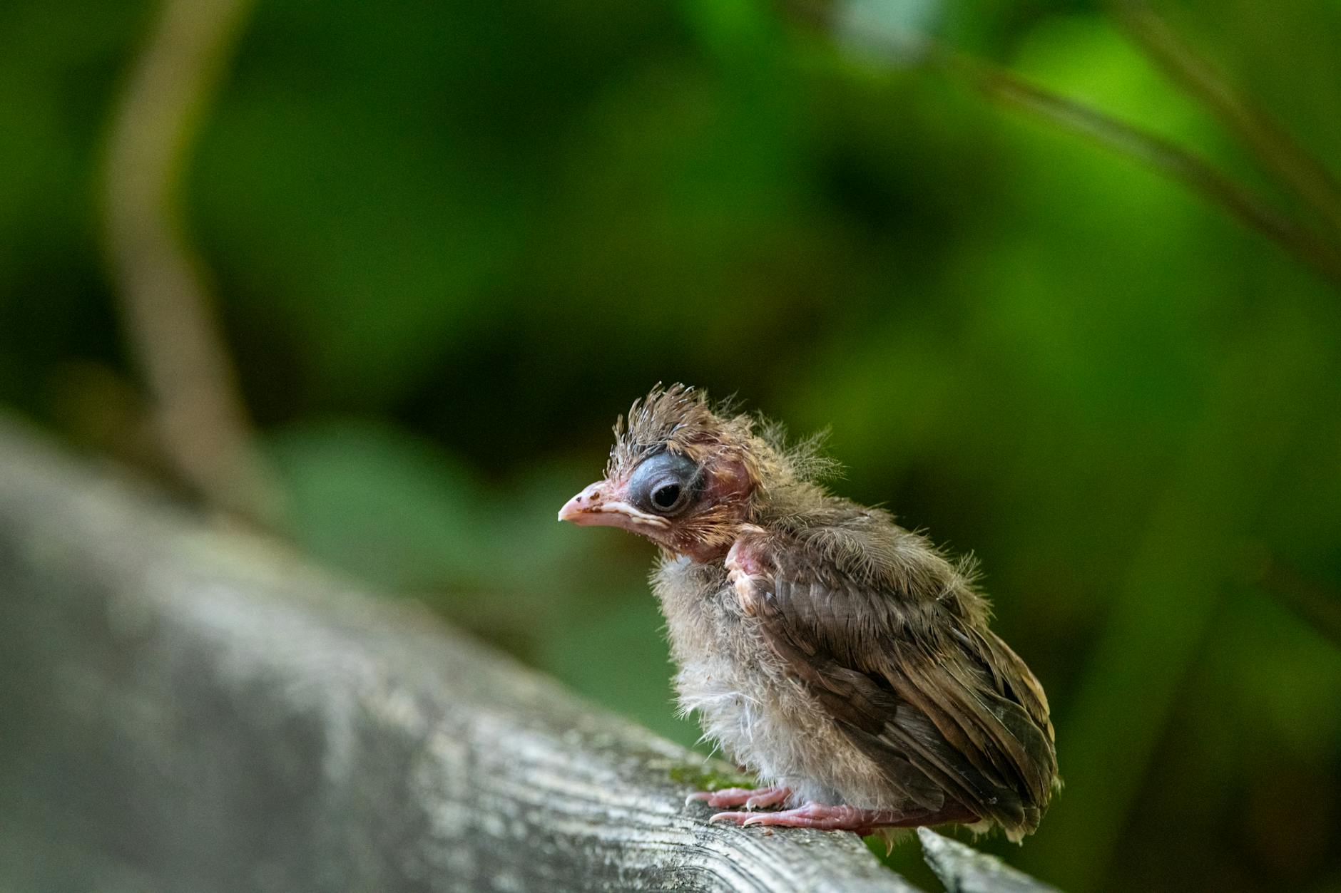 Fledgling bird