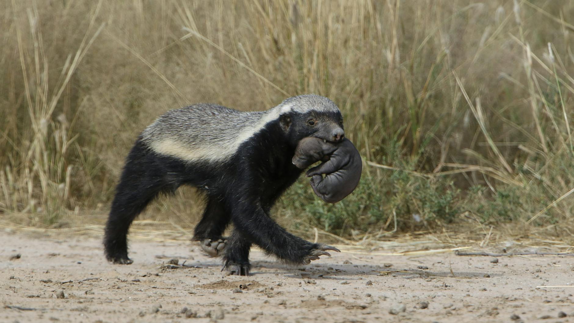 Honey Badger Animal