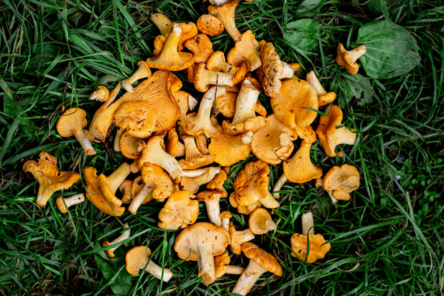 Wild Mushrooms Food