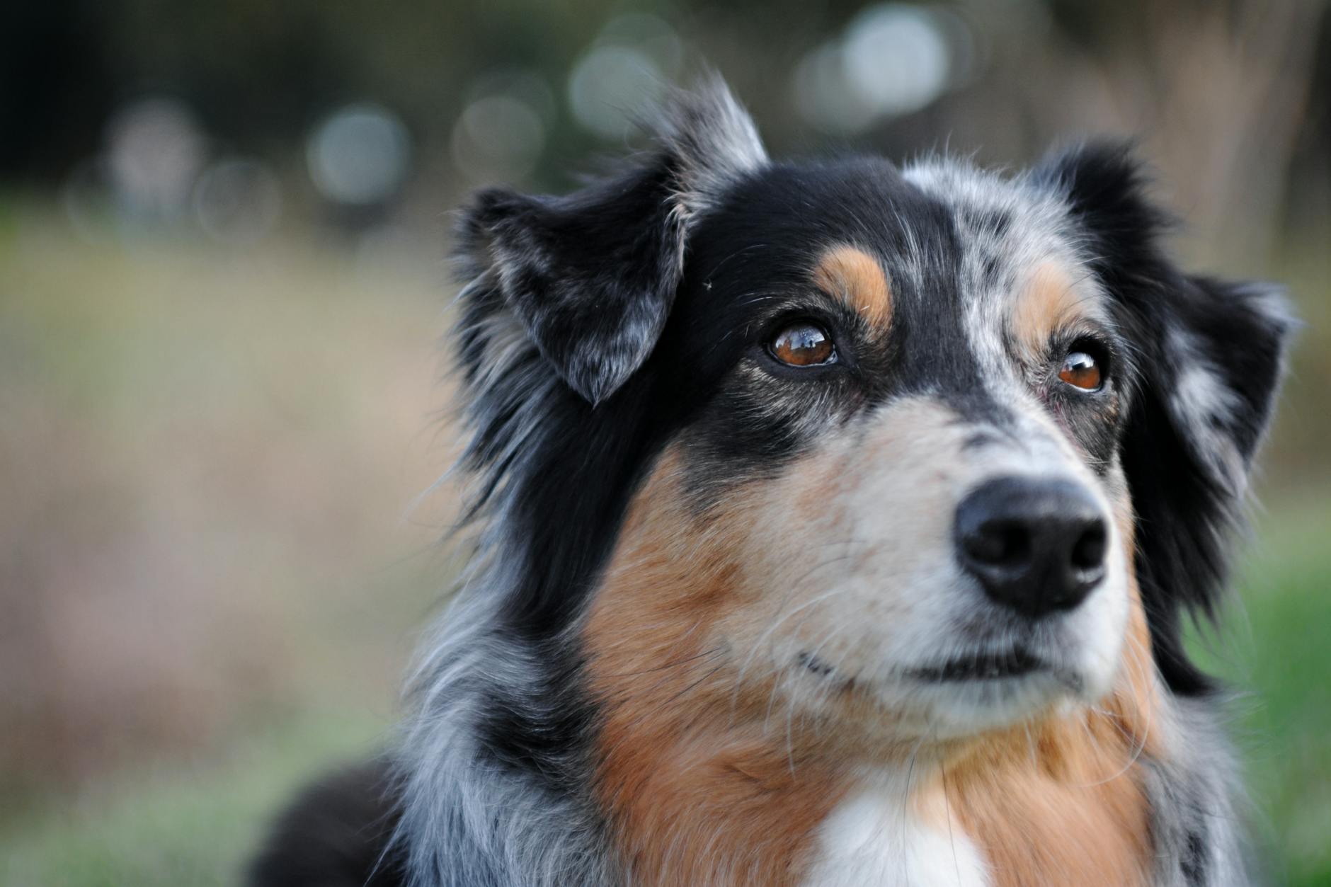 Australian Shepherd Dog Breed
