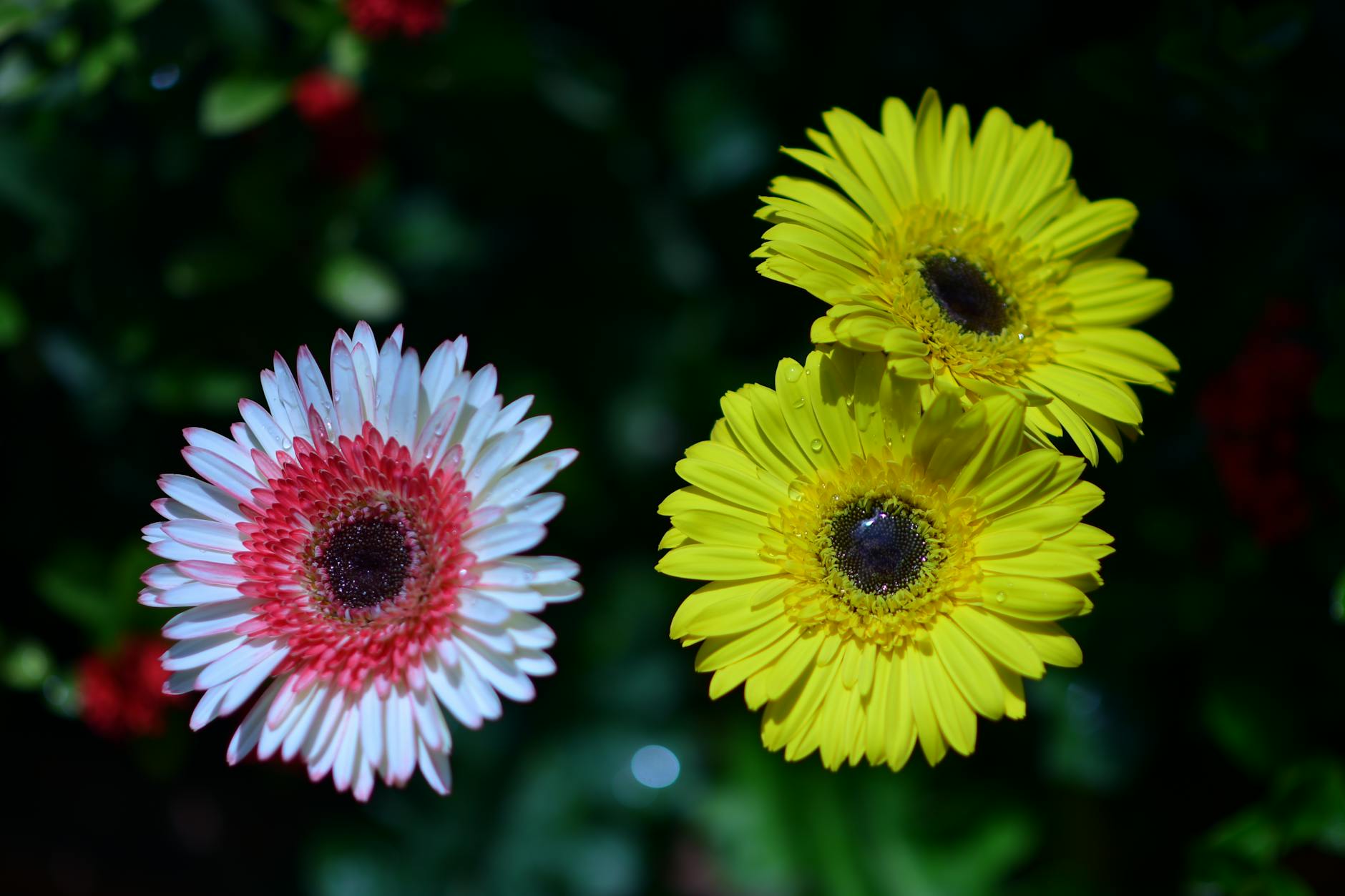 Gerbera Plant