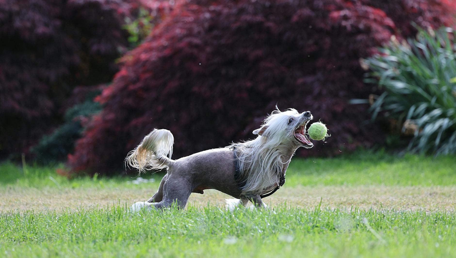 Chinese Crested Dog Breed