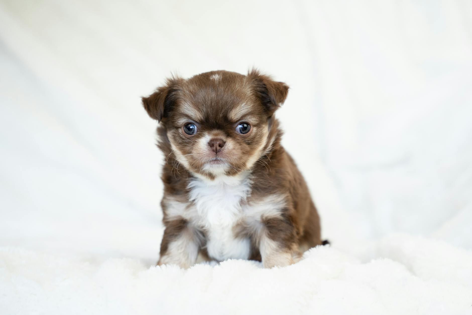 Chihuahua Dog Breed