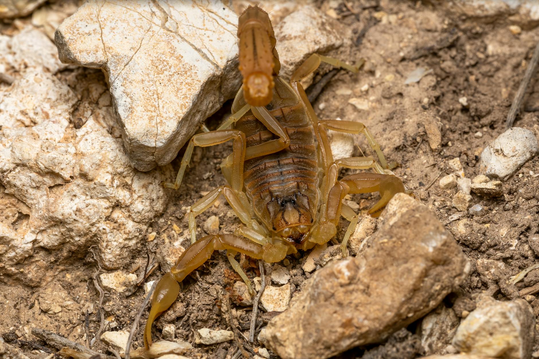 Pseudoscorpion
