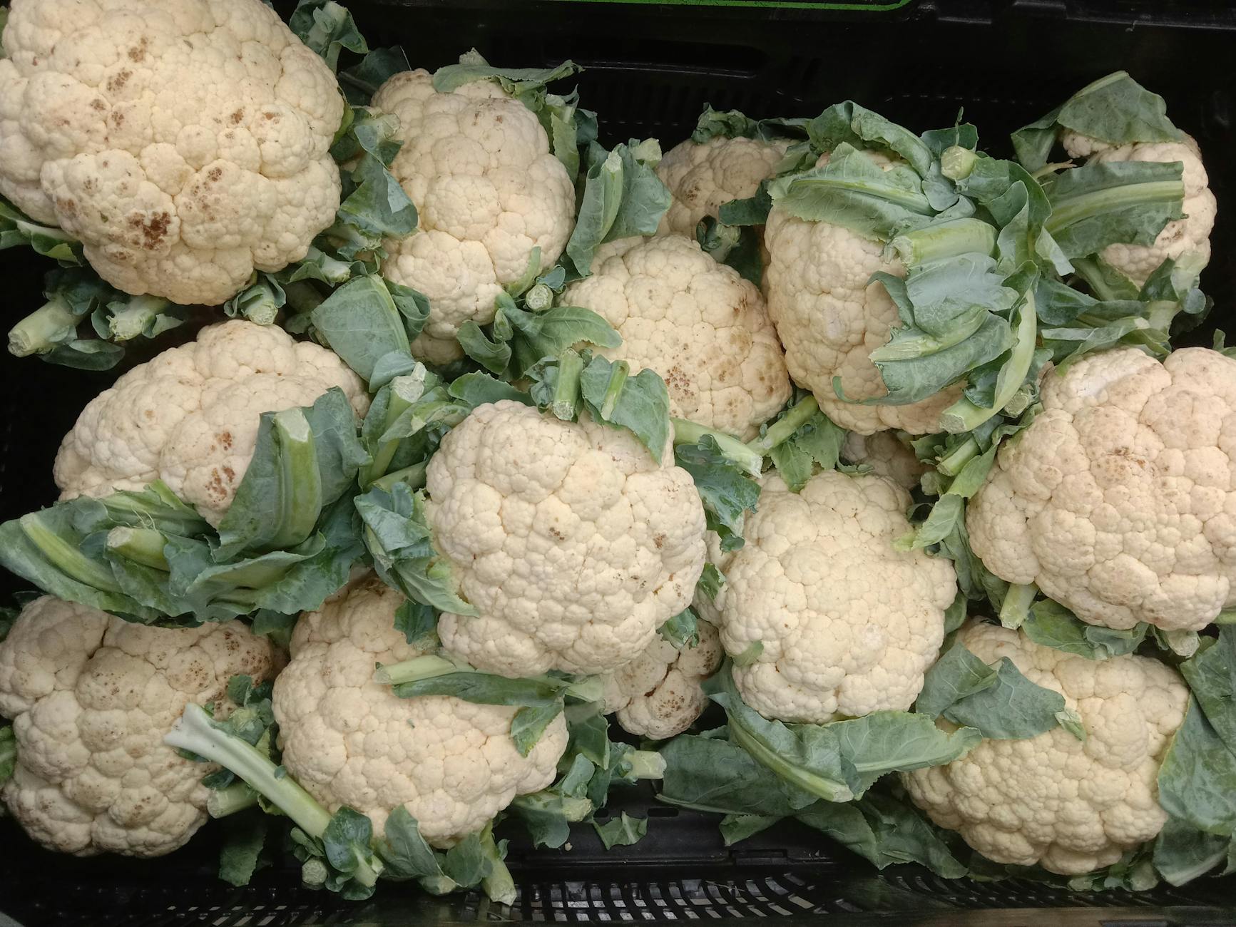 Fresh Cauliflower Head
