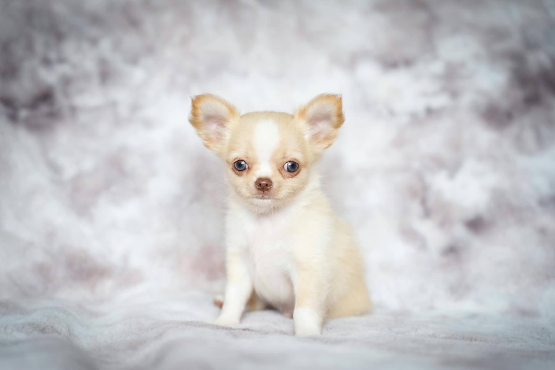 Irresponsible Dog Breeding