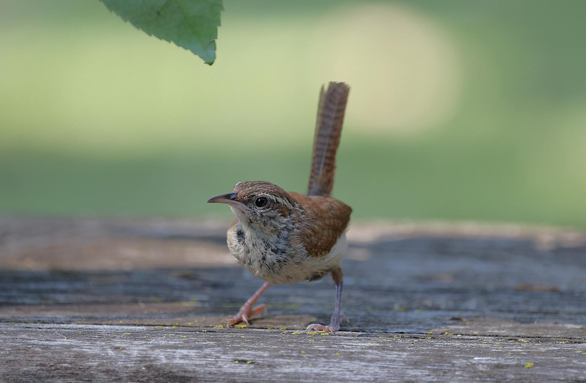 House Wren Birds