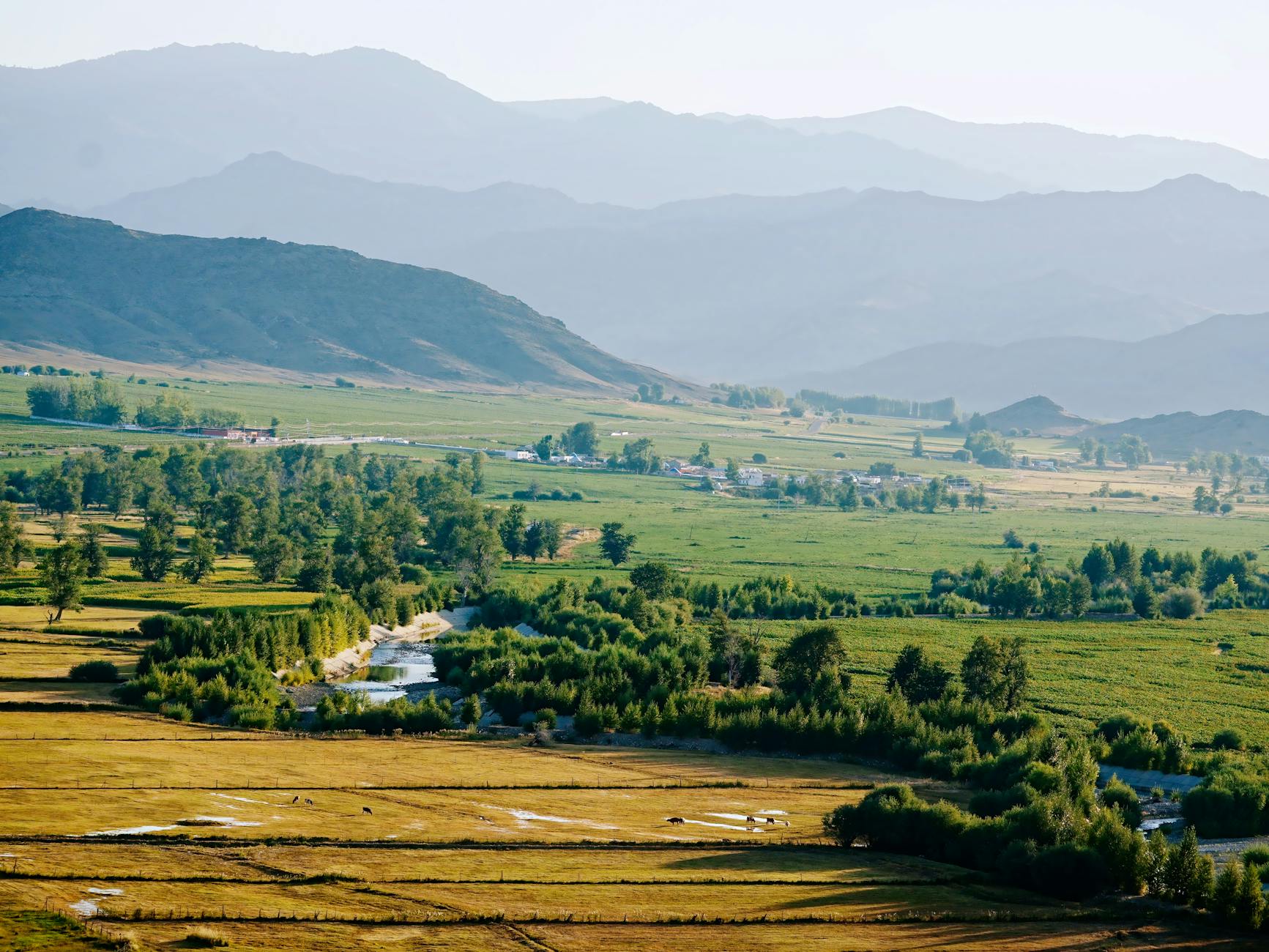 Georgian  region Tea