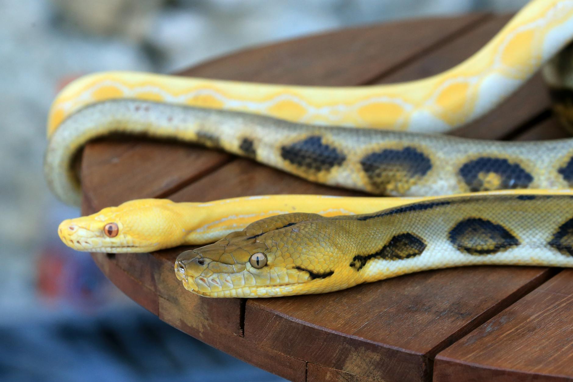 Burmese Python Animal