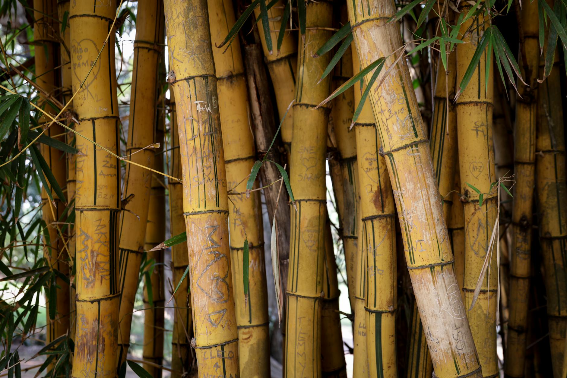 Bamboo Plant
