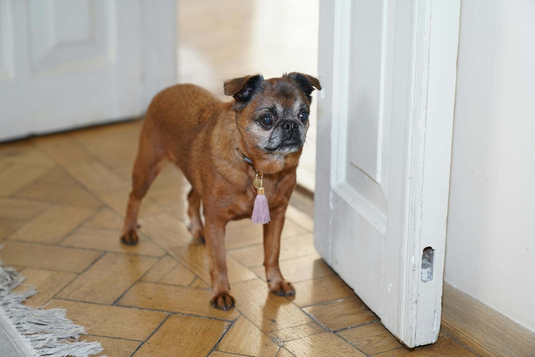 Brussels Griffon Dog Breed