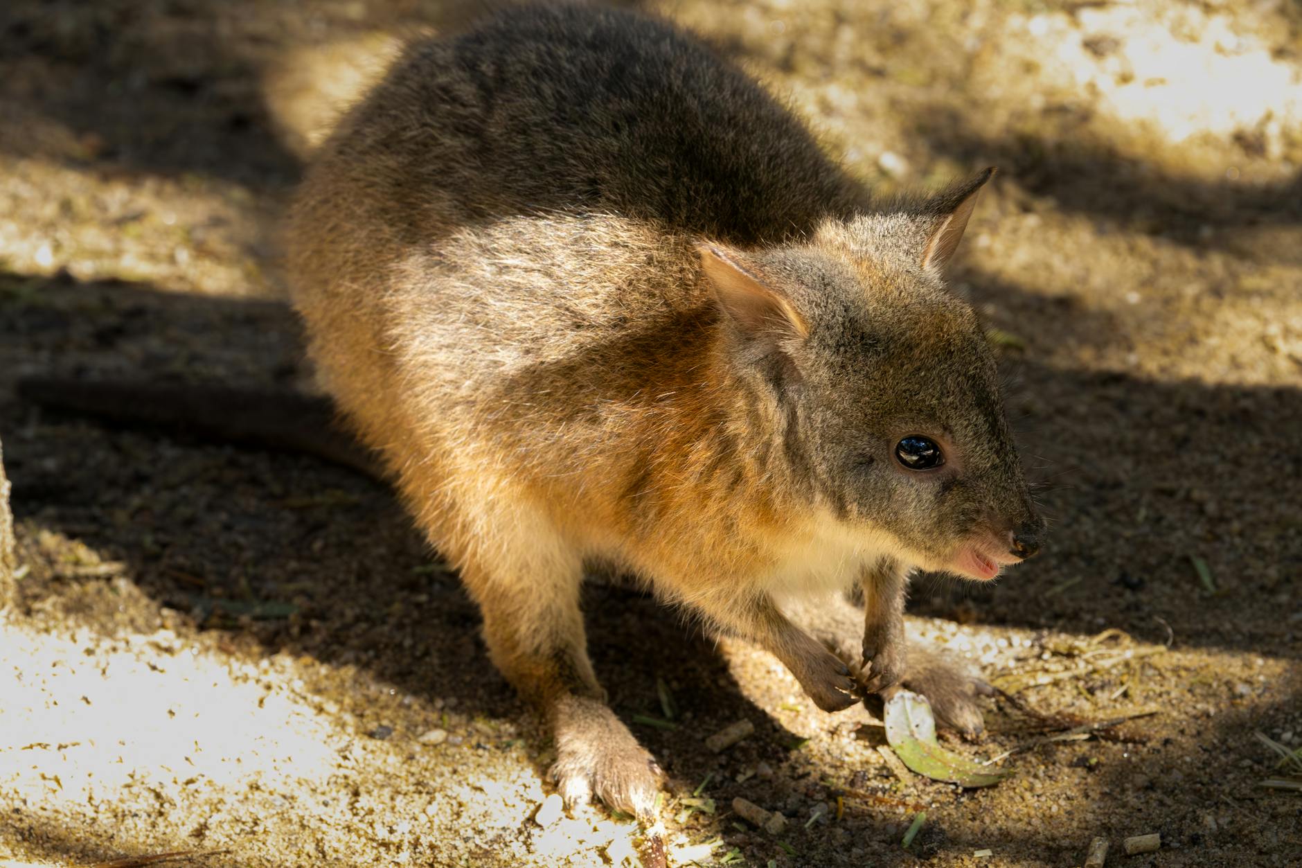 Quokka Animal