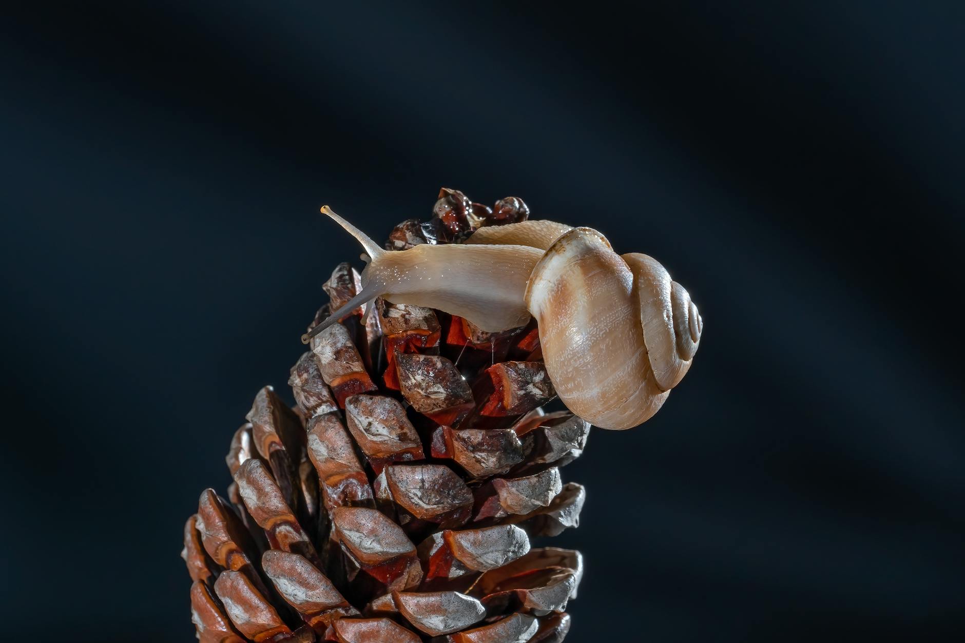 Cone Snail