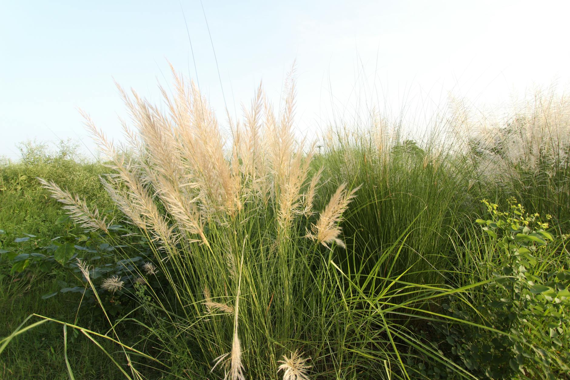Tall Grass 