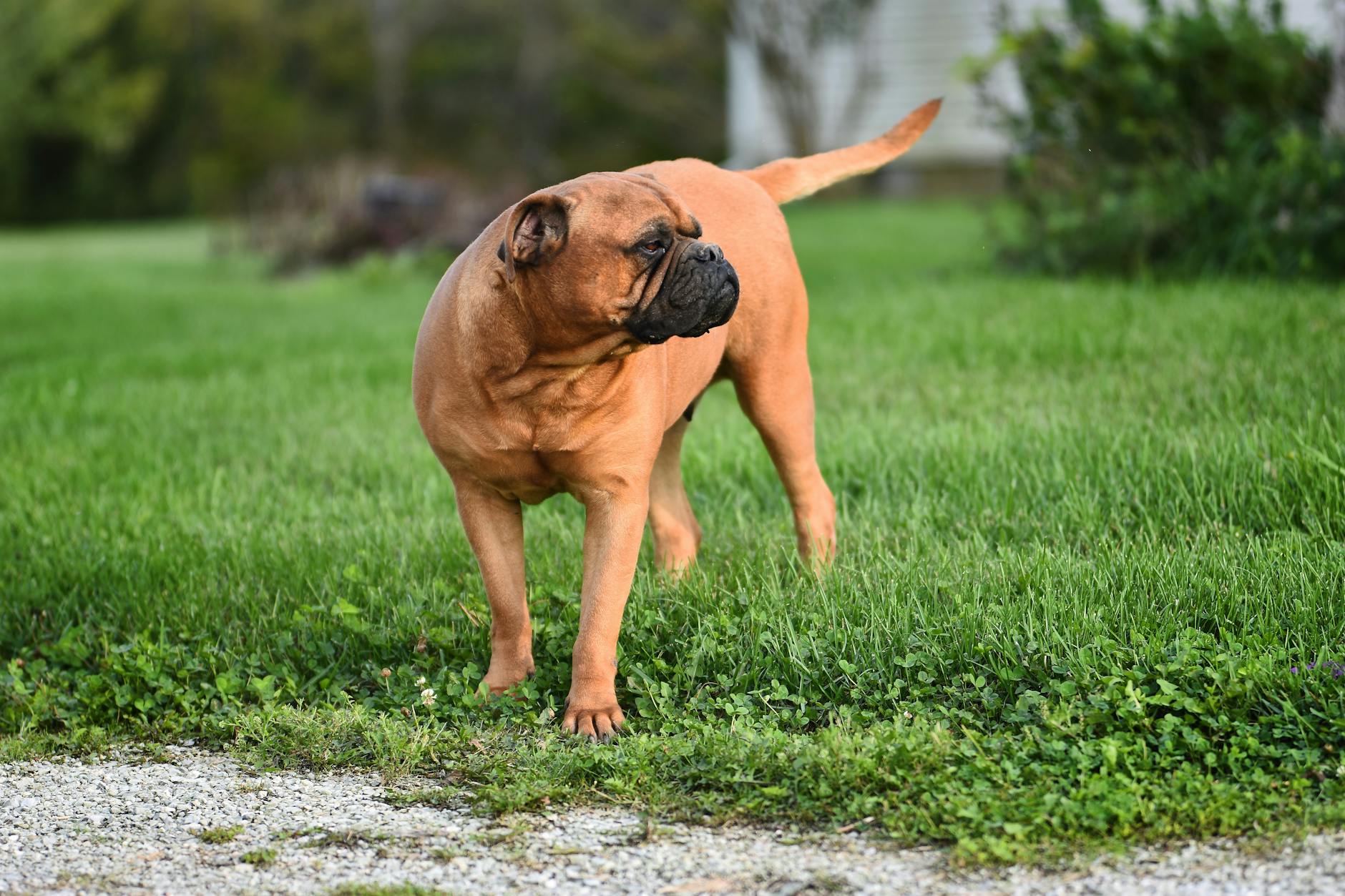Bullmastiff Dog Breed