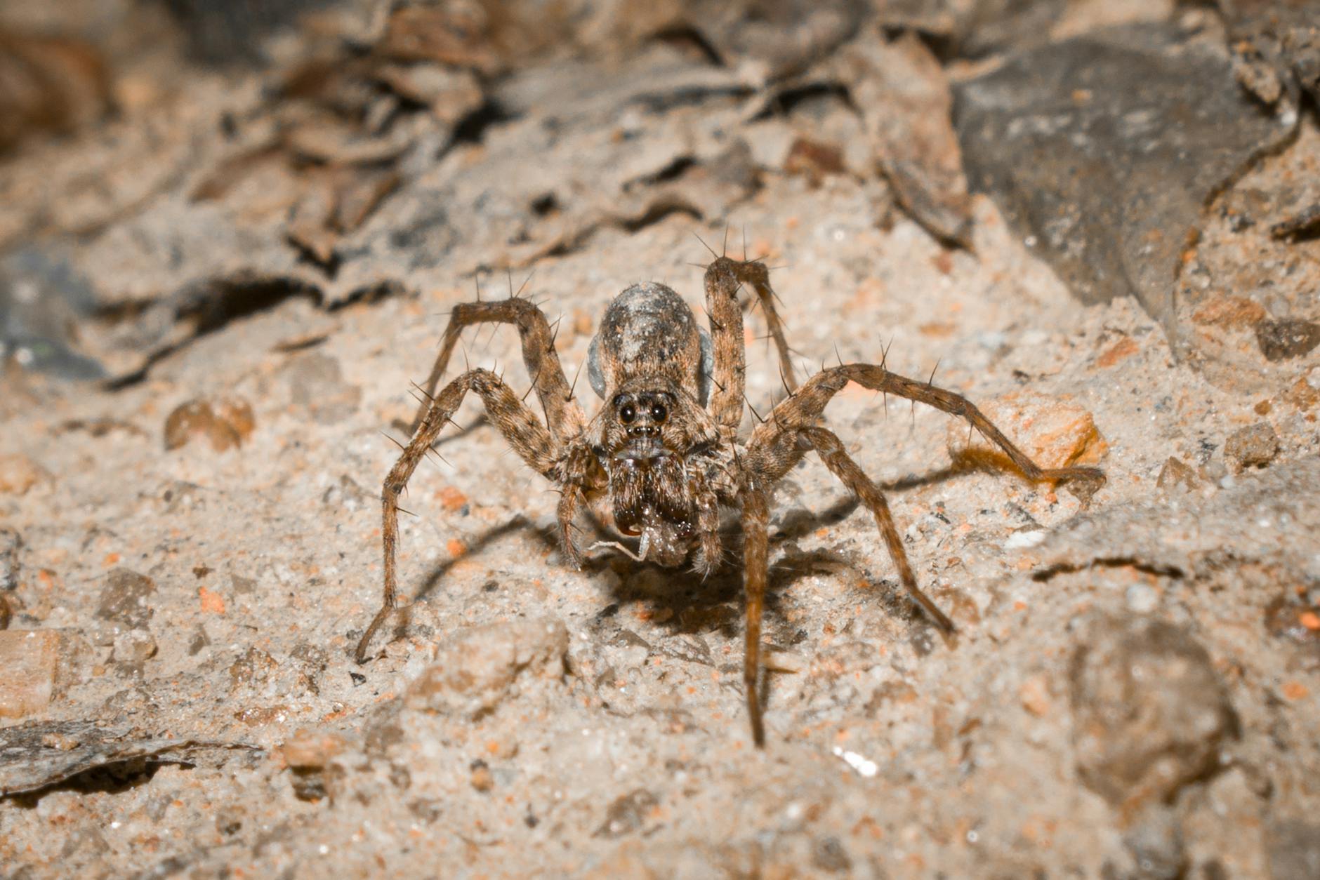 Wolf Spider Animal