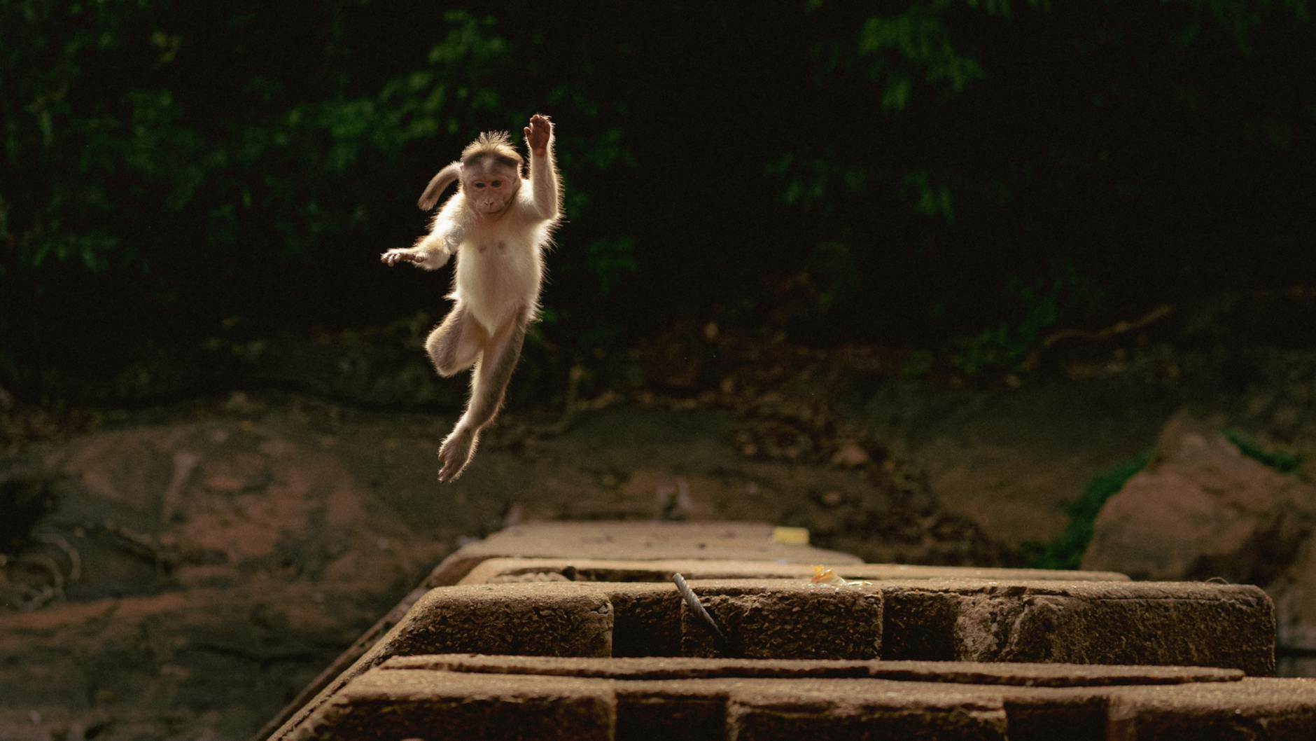 Rhesus Macaque Animal