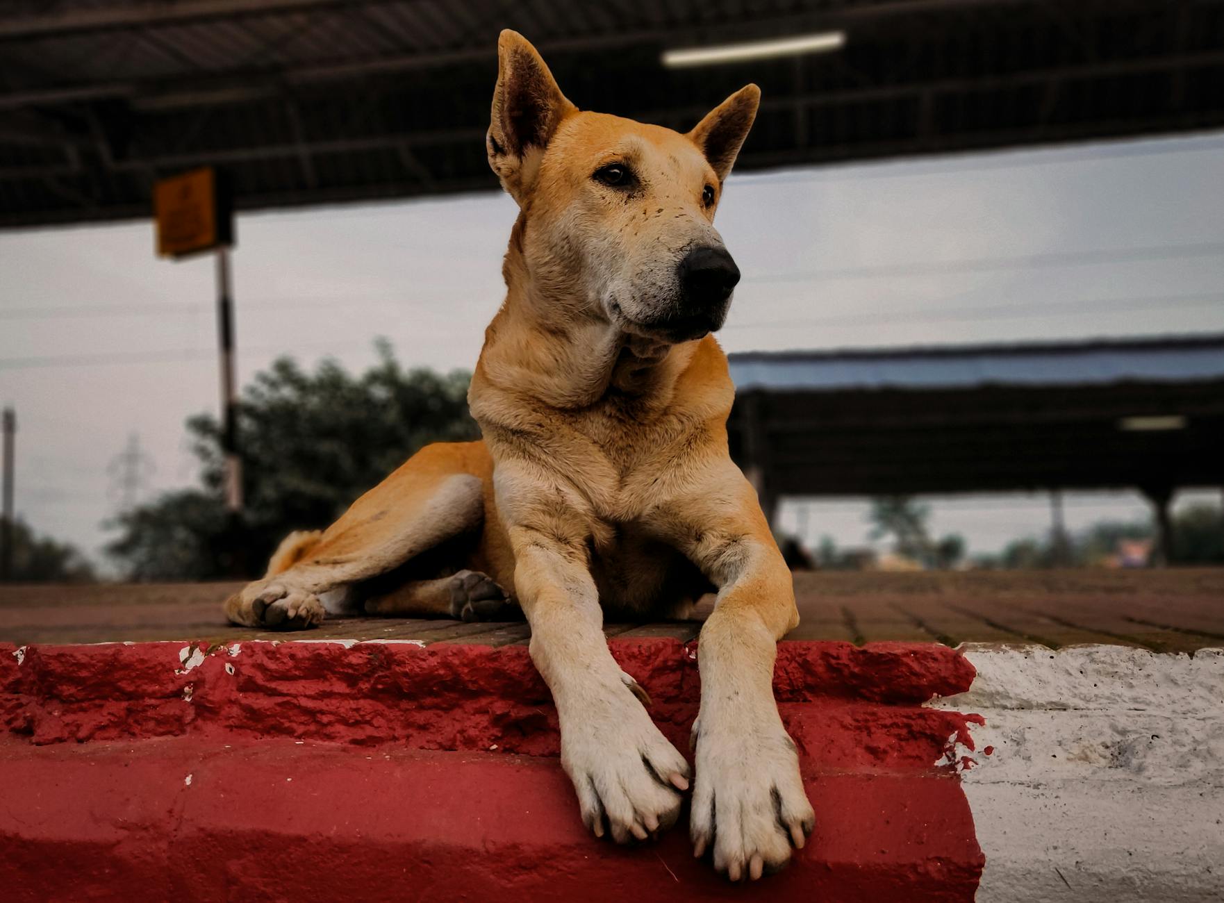 Intentional Separation Dog