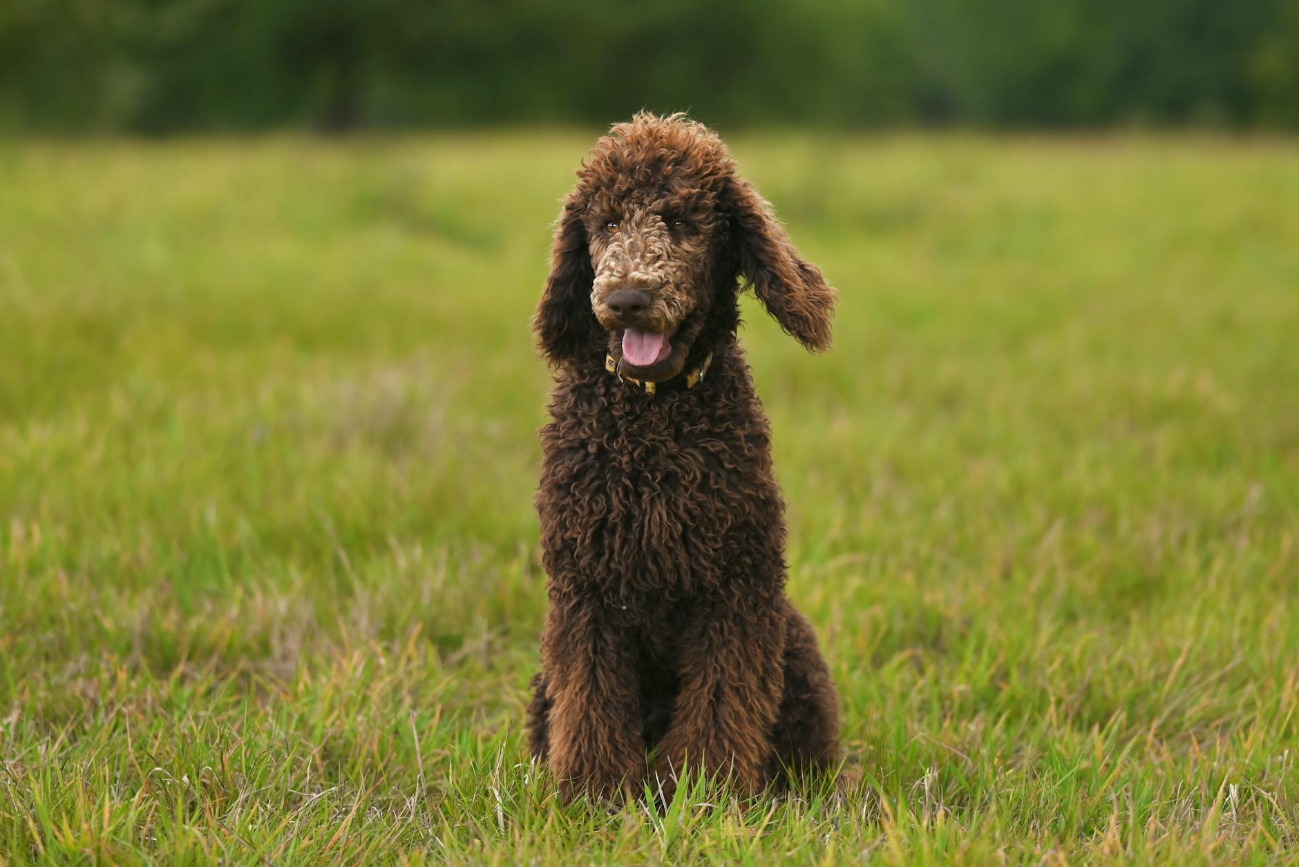 Standard Poodle Dog Breed