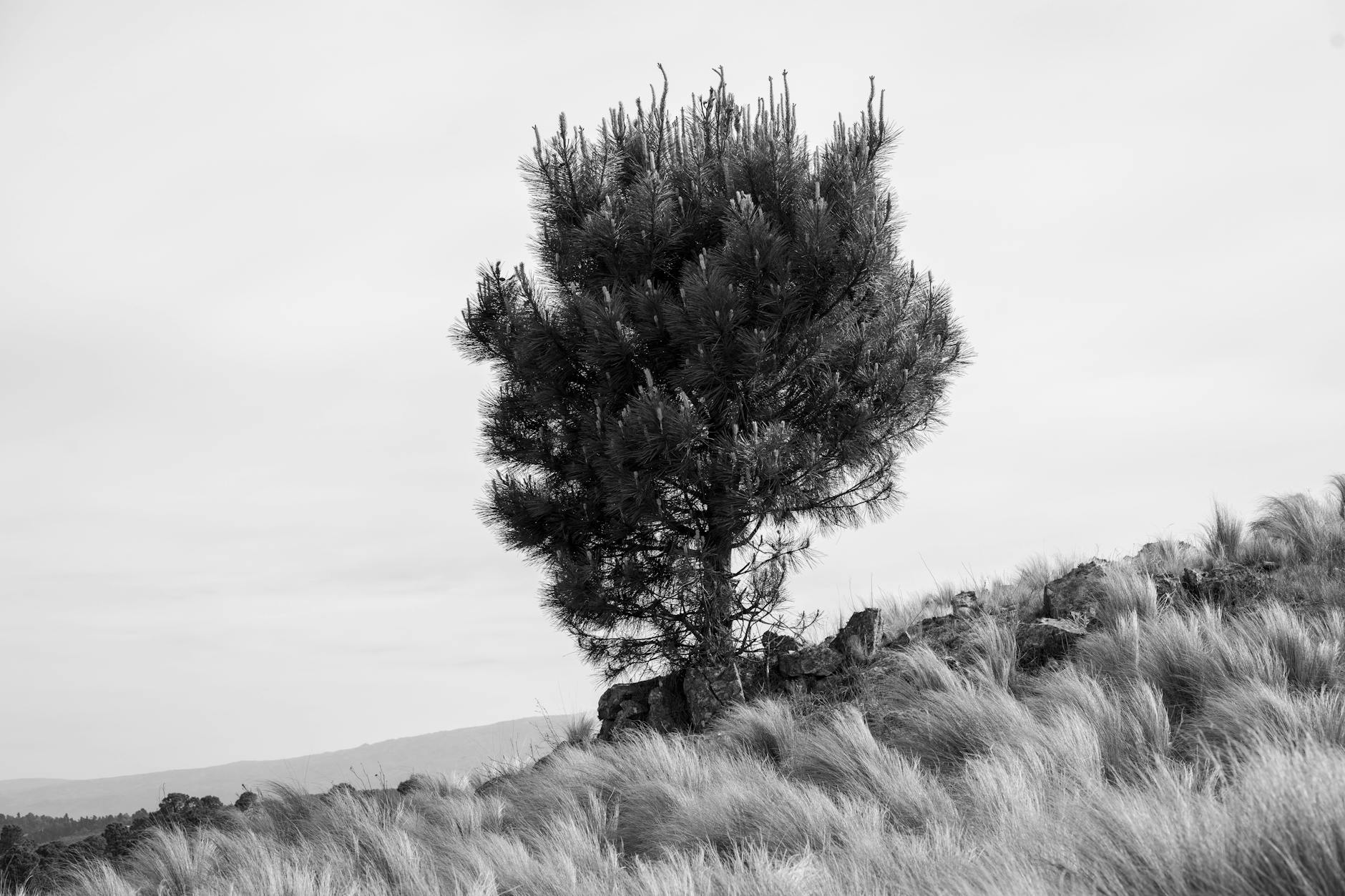 Solitary Nature Scene